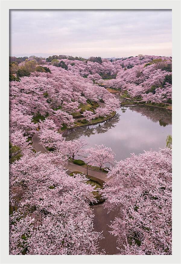 Aerial View Of Cherry Blossoms
