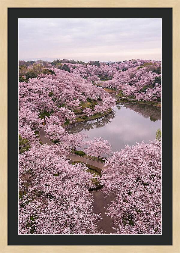Aerial View Of Cherry Blossoms