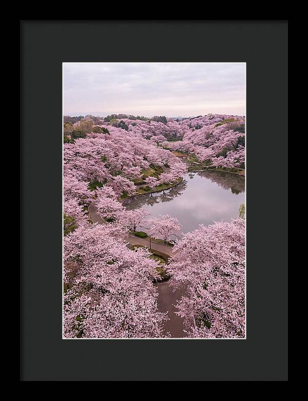 Aerial View Of Cherry Blossoms