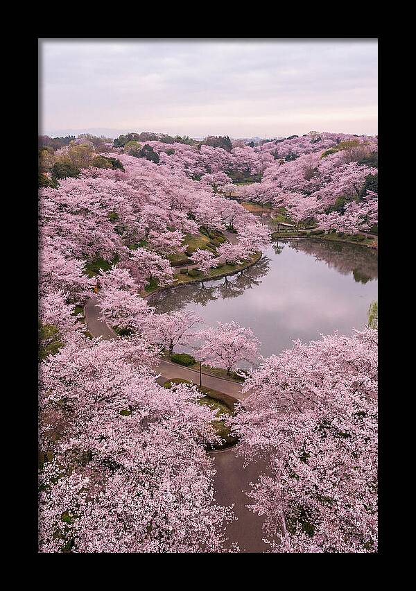Aerial View Of Cherry Blossoms