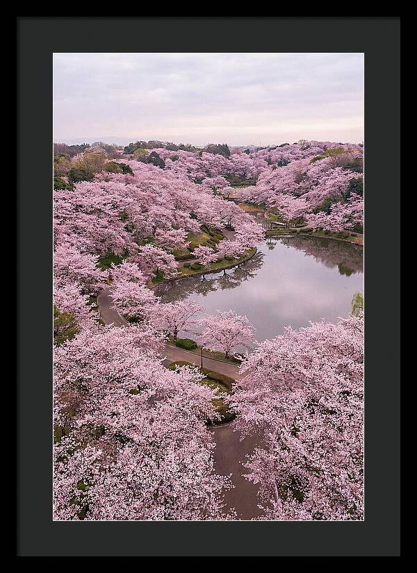 Aerial View Of Cherry Blossoms