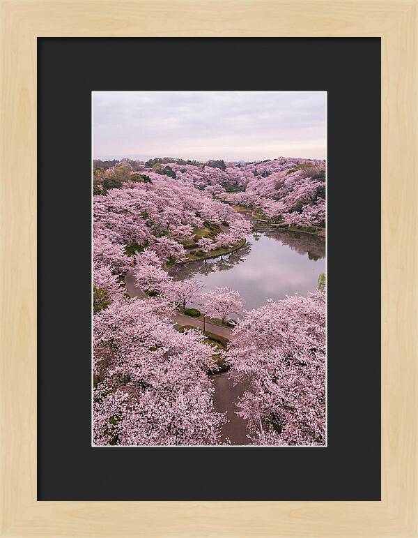 Aerial View Of Cherry Blossoms