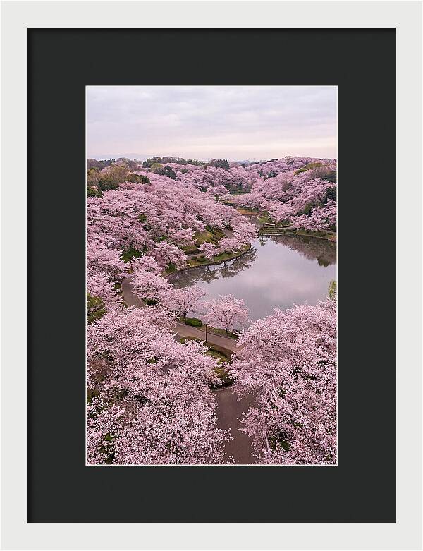 Aerial View Of Cherry Blossoms
