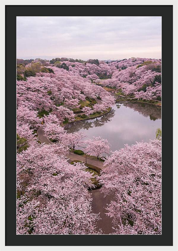 Aerial View Of Cherry Blossoms