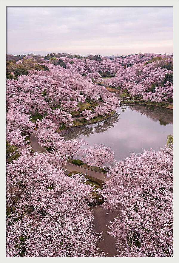 Aerial View Of Cherry Blossoms