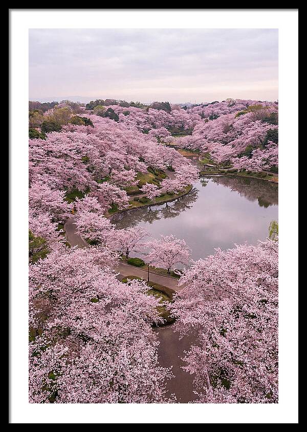 Aerial View Of Cherry Blossoms