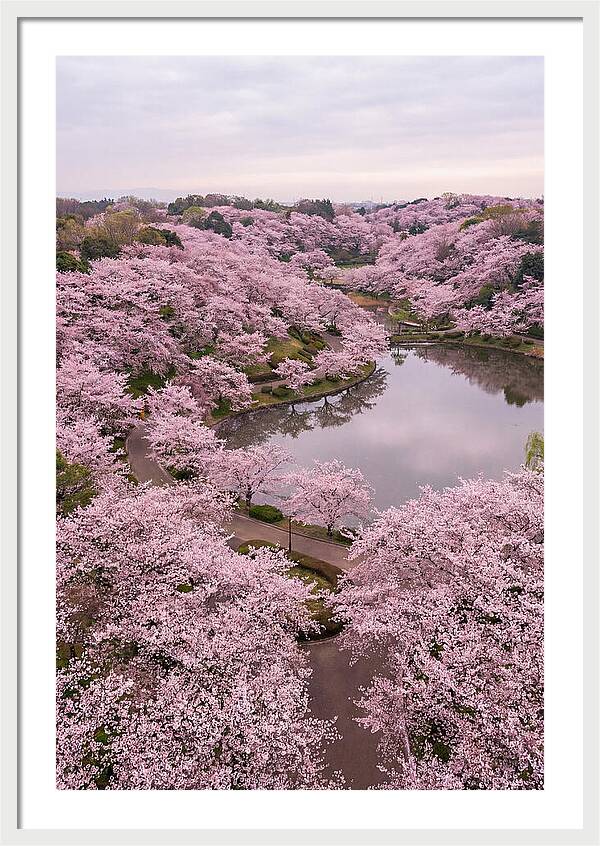 Aerial View Of Cherry Blossoms