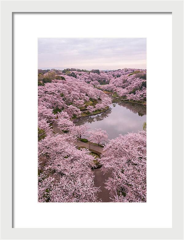 Aerial View Of Cherry Blossoms