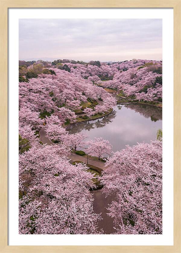 Aerial View Of Cherry Blossoms