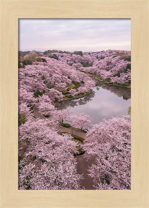 Aerial View Of Cherry Blossoms