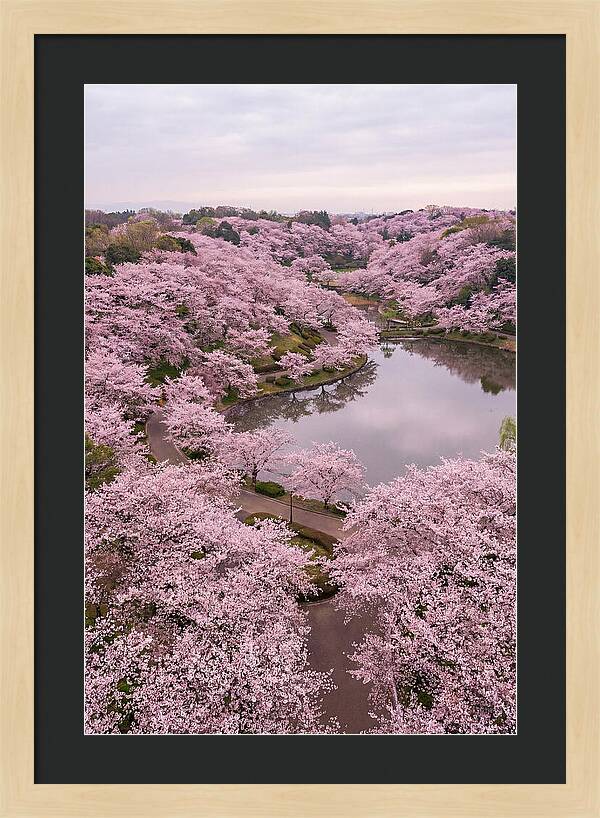 Aerial View Of Cherry Blossoms