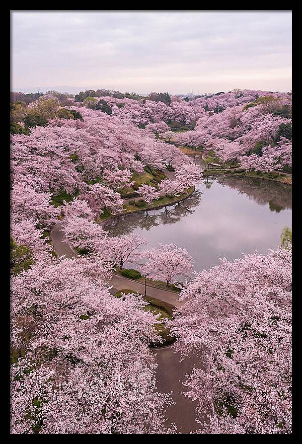 Aerial View Of Cherry Blossoms