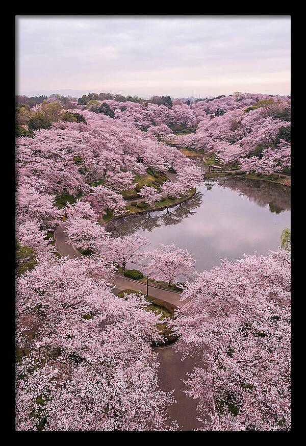 Aerial View Of Cherry Blossoms