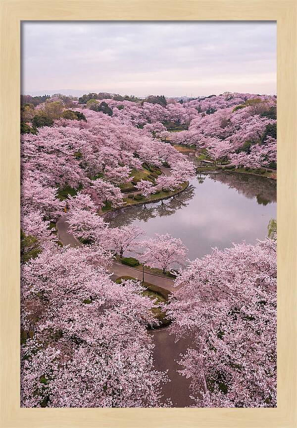 Aerial View Of Cherry Blossoms
