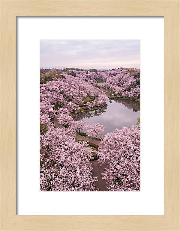 Aerial View Of Cherry Blossoms