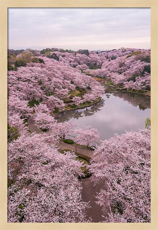 Aerial View Of Cherry Blossoms