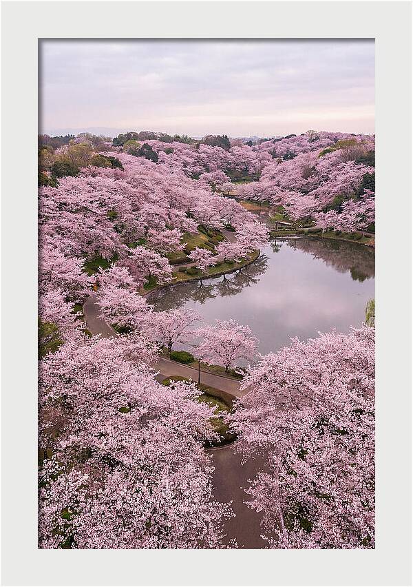 Aerial View Of Cherry Blossoms