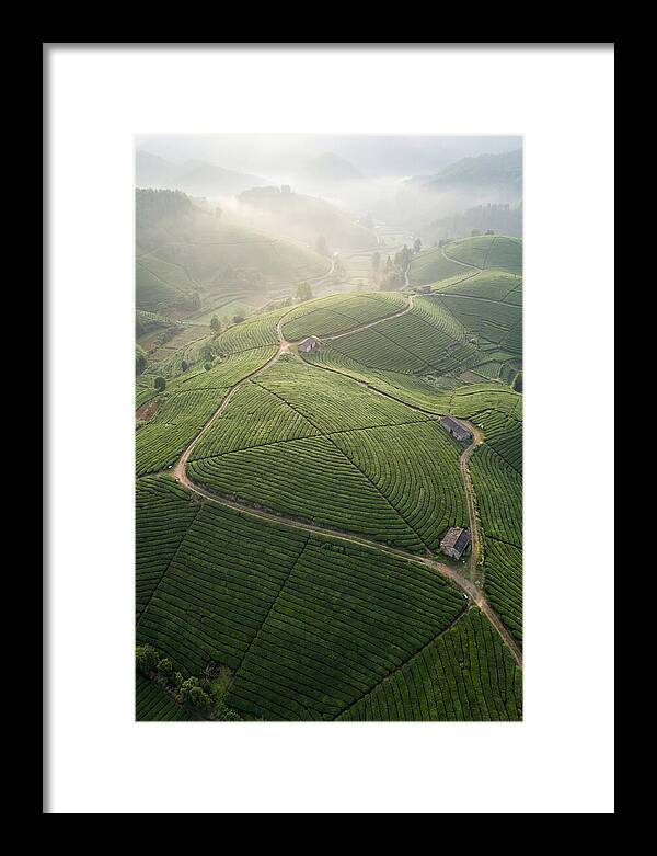 Aerial View Of Tea Fields