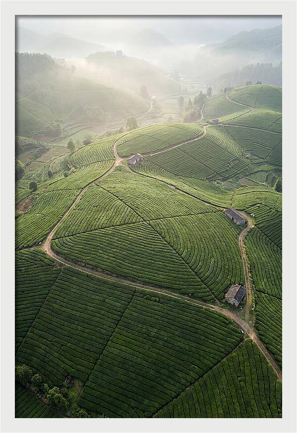 Aerial View Of Tea Fields