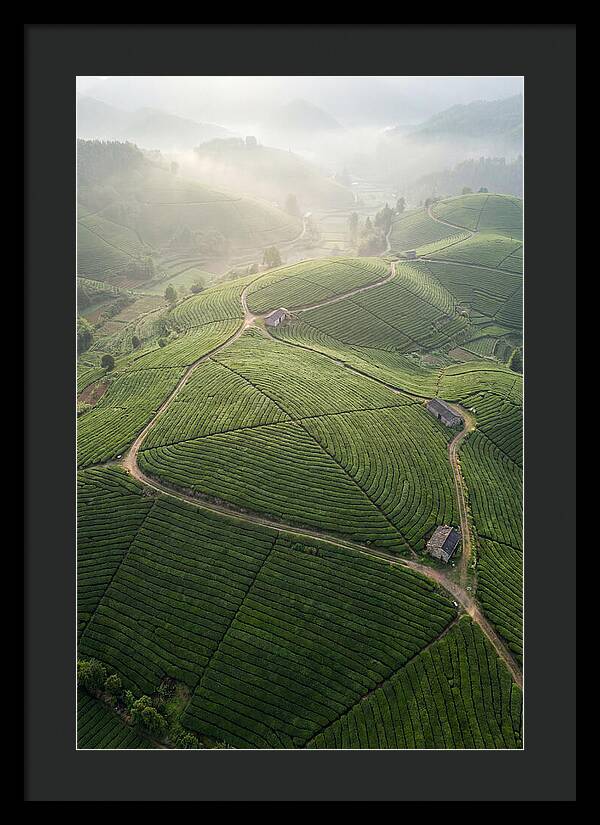 Aerial View Of Tea Fields