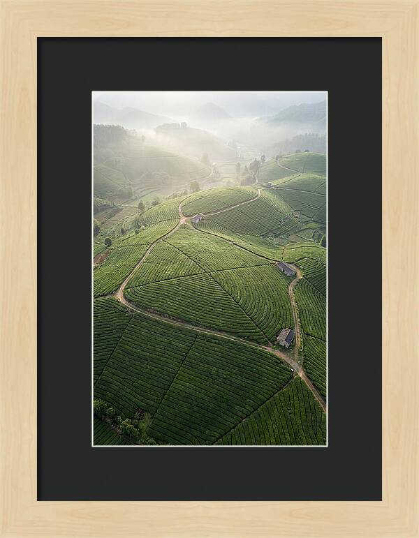 Aerial View Of Tea Fields