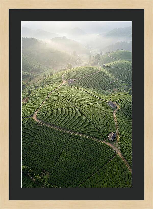 Aerial View Of Tea Fields