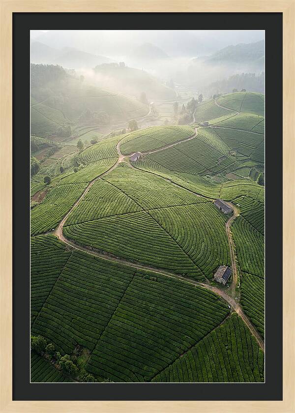 Aerial View Of Tea Fields