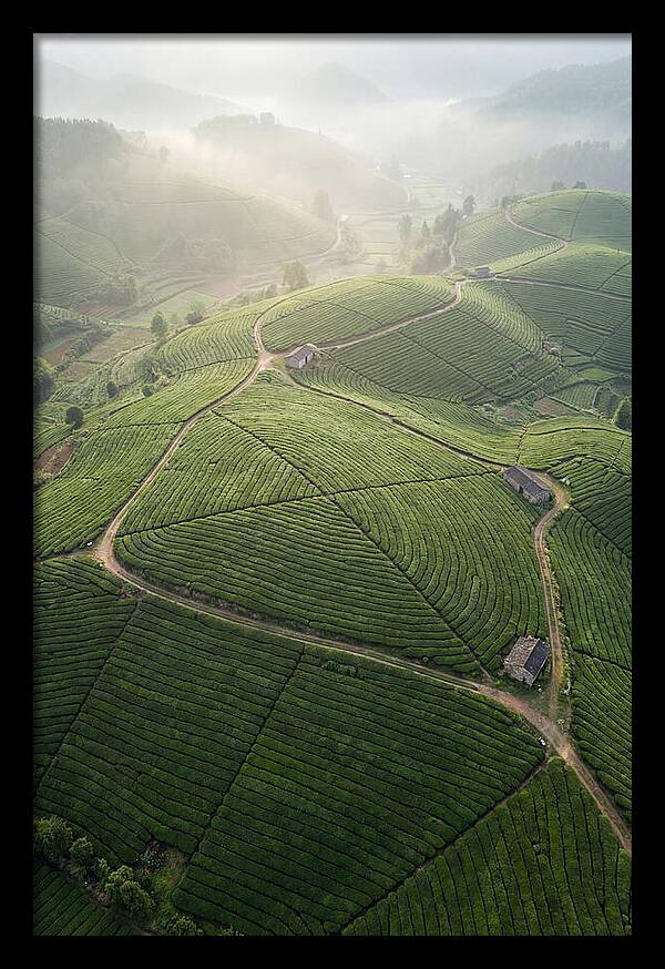 Aerial View Of Tea Fields