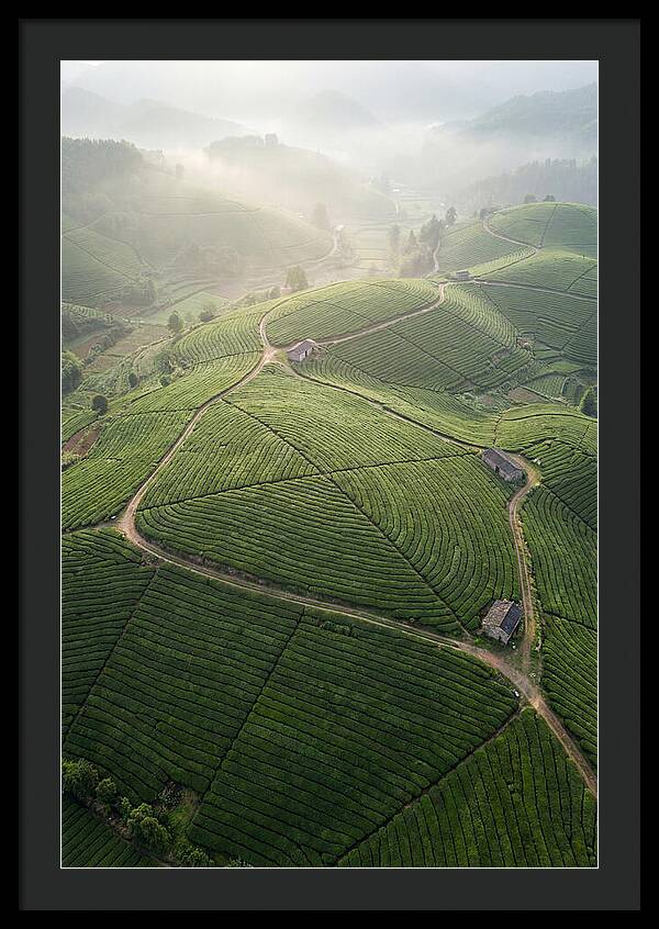 Aerial View Of Tea Fields