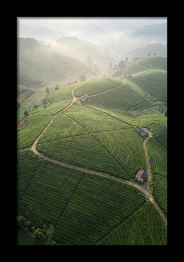 Aerial View Of Tea Fields