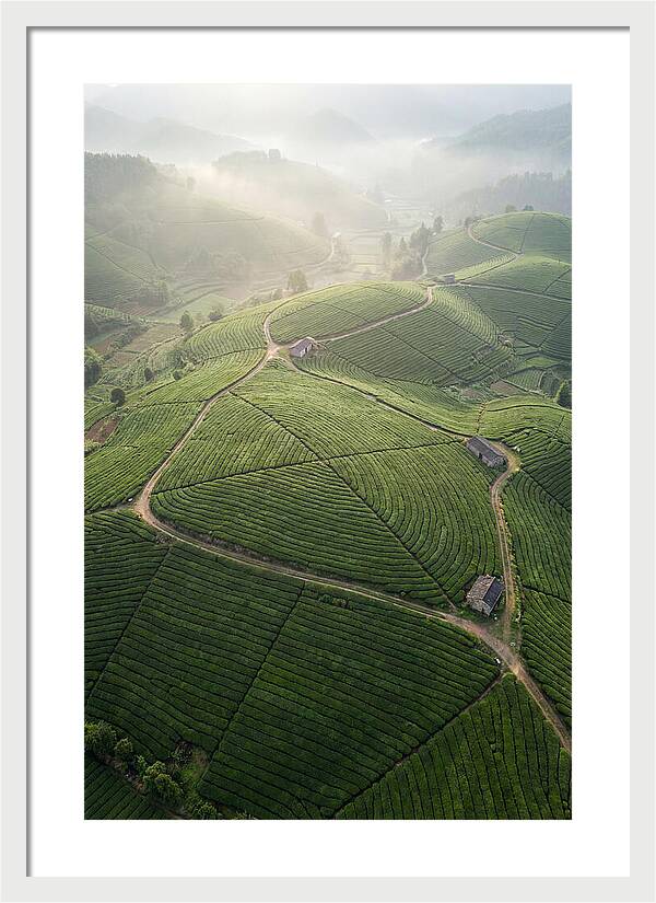 Aerial View Of Tea Fields