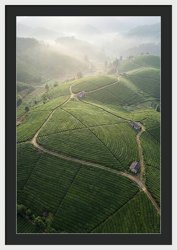 Aerial View Of Tea Fields
