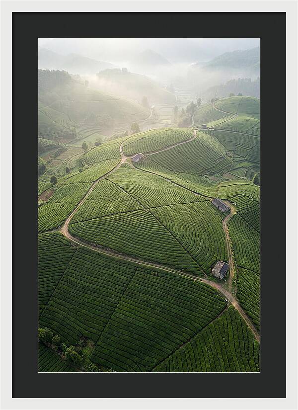 Aerial View Of Tea Fields