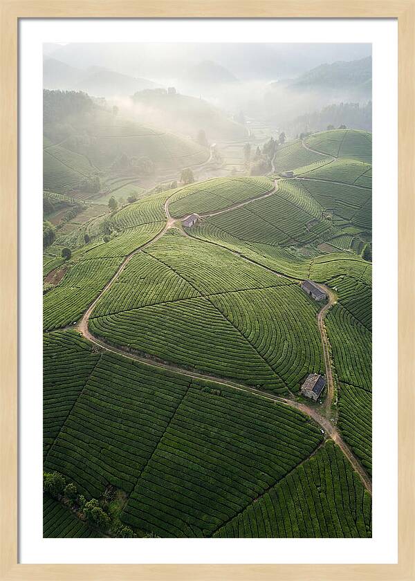Aerial View Of Tea Fields