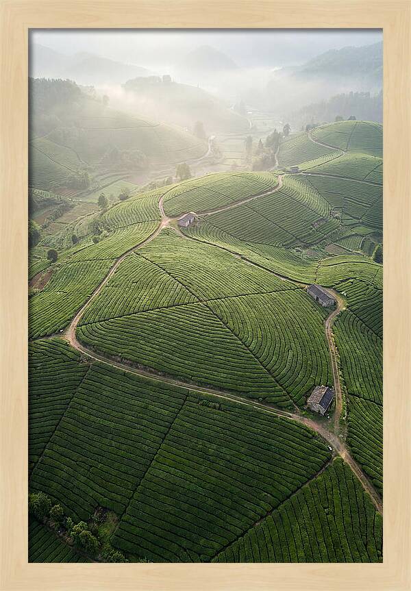 Aerial View Of Tea Fields