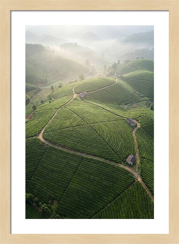 Aerial View Of Tea Fields