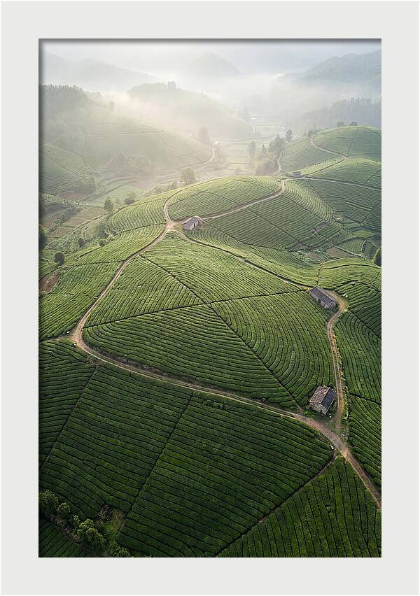 Aerial View Of Tea Fields