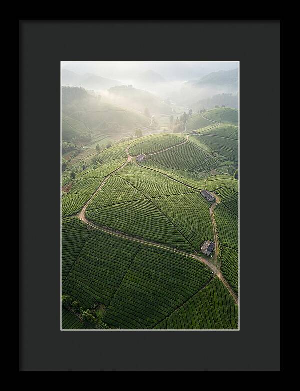 Aerial View Of Tea Fields