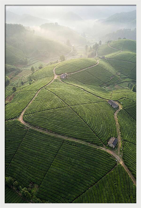Aerial View Of Tea Fields