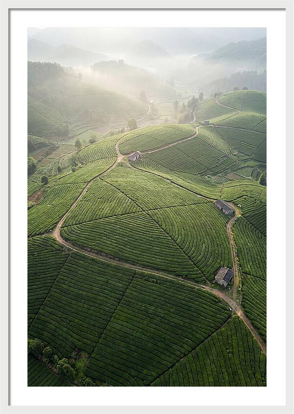 Aerial View Of Tea Fields