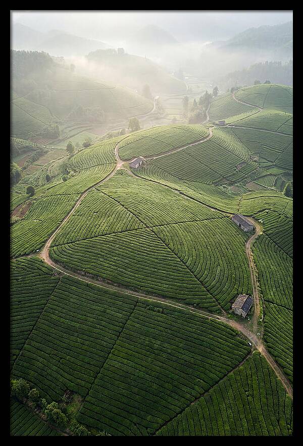 Aerial View Of Tea Fields