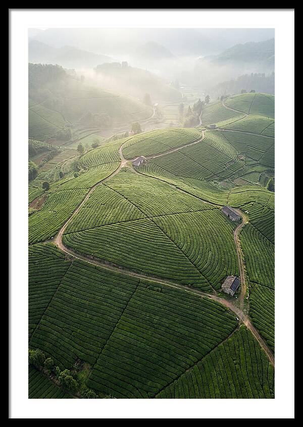 Aerial View Of Tea Fields