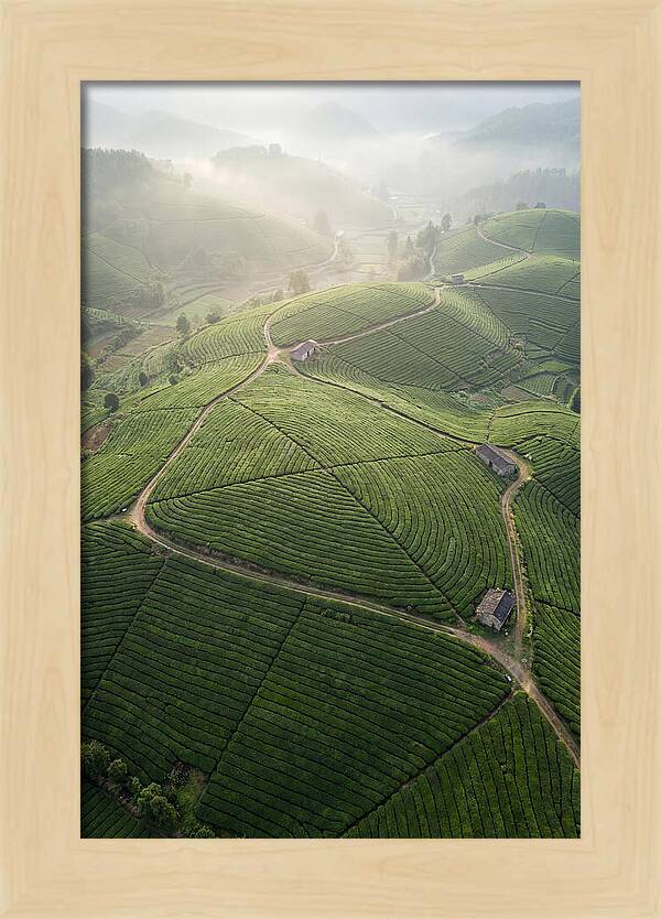 Aerial View Of Tea Fields