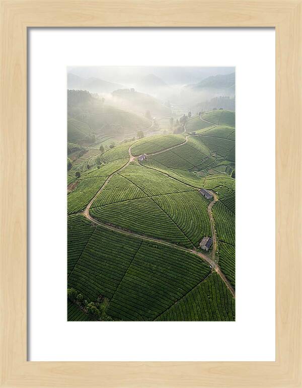 Aerial View Of Tea Fields