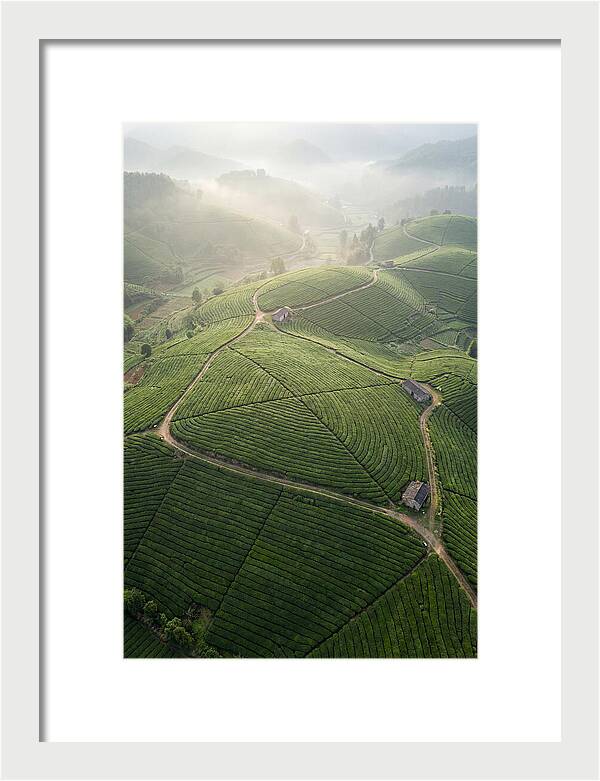 Aerial View Of Tea Fields