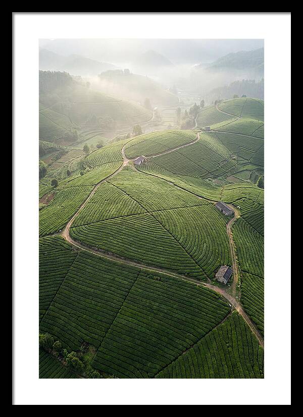 Aerial View Of Tea Fields