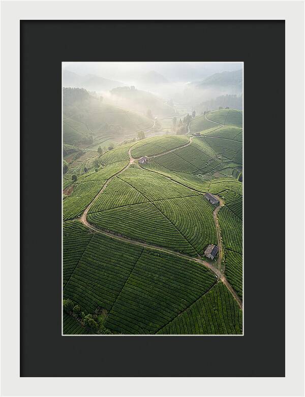 Aerial View Of Tea Fields