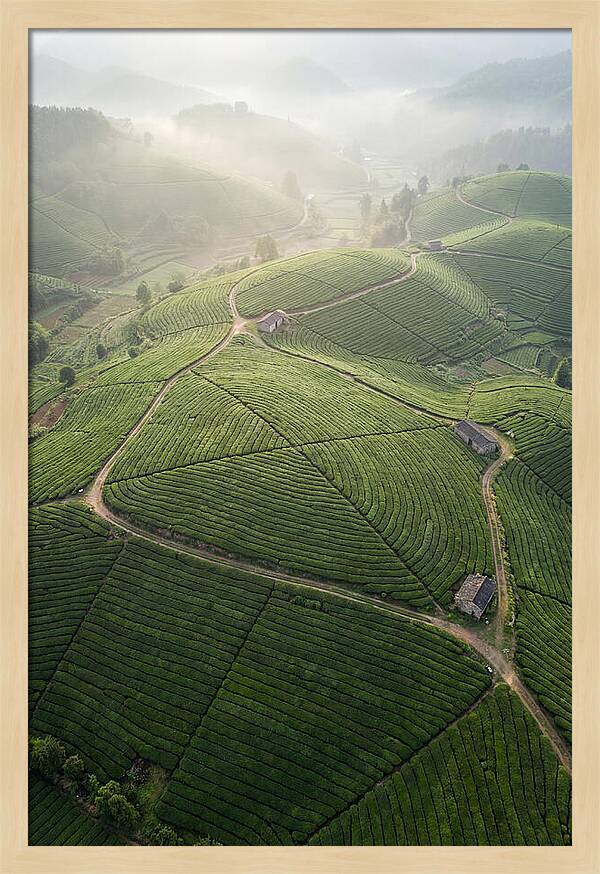Aerial View Of Tea Fields