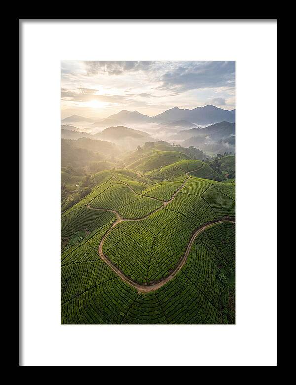 Aerial View Of Tea Plantation