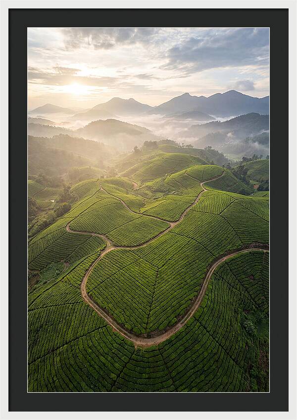 Aerial View Of Tea Plantation